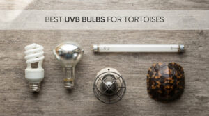 best uvb bulbs for tortoises
